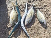 Морская рыбалка на рассвете в Аланье: берег проснулся, первый заброс