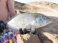 Морская рыбалка на рассвете в Аланье: берег проснулся, первый заброс