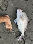 Морская рыбалка в Аланье: заброс 270-320 м на мясо работает стабильно