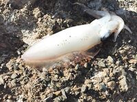 Кипр, Карпас: ночных кальмаров отменил, береговая охрана строгая