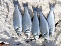 Аланья, скалы: ультралайт и Mepps 0, новичковая рыбалка к обеду