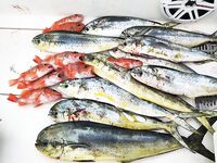 Мерсин и дальше: махи-махи валом, ждём подход к нашему берегу