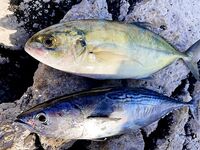 Анталья, тунец: клевал на компактный пилькер, атаки в верхних слоях