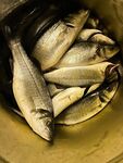 Морская рыбалка в Финике: местный Эльдорадо у молов вечером по пилькерам