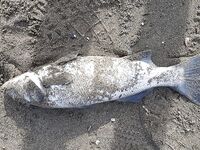 Морская рыбалка в Аланье: штиль и береговая ловля на мясо по утру