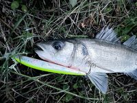 Анталия трудовая рыбалка зимой: без раздач, но что-то клюёт при упорстве