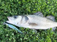 Анталия трудовая рыбалка зимой: без раздач, но что-то клюёт при упорстве