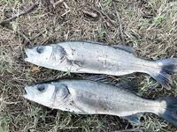 Анталия трудовая рыбалка зимой: без раздач, но что-то клюёт при упорстве