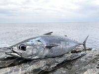 Анталийское побережье: сезон с февраля по июнь, нерест и трудовая ловля