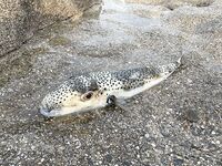 Анталийское побережье: сезон с февраля по июнь, нерест и трудовая ловля