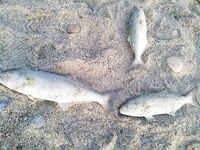 Анталия локация с луфарём: подвох-грек, топовые воблеры и «рыба есть»