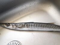 Морская рыбалка на пирсе Анталии: рассветные барракуды и замена якорьков