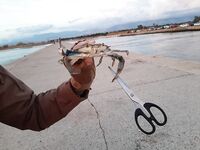 Анталия течение и прикорм: частые дозы, синие крабы и эксперимент