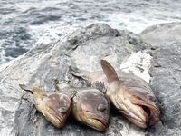 Анталия берег и скалы: фото с последних рыбалок, трудовой клёв без трофеев