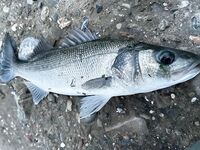 Анталия берег и скалы: фото с последних рыбалок, трудовой клёв без трофеев