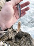Морская рыбалка на галечном пляже Анталии: тунчики, луфарь и ящерицы