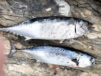 Морская рыбалка на скалах Анталии: сильная волна и ловля с оглядкой