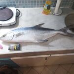 Анталия фотоотчет со скал: спиннинг, джиг и то, что удалось наснимать