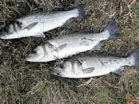 Анталия, точечная ловля: три лаврака по двушке и тунчик на самом выбросе