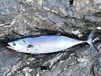 Анталия, точечная ловля: три лаврака по двушке и тунчик на самом выбросе