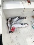 Аланья, рассветный спиннинг: одна барра, один баллон и сети на сотке от берега