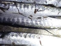 Морская рыбалка в Анталии: под прилив планируем выезд, отлив сжирает актив