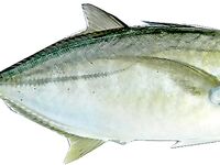 Морская рыбалка в Анталье: короткий ликбез по снастям и привычкам хищника -)))