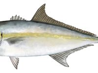 Морская рыбалка в Анталье: короткий ликбез по снастям и привычкам хищника -)))