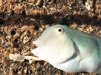 Манавгат: ловля микроджиг у берега, бомбарда и рассветные проводки, троллинг, воблеры