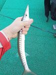 Гёйнюк: ловля микроджиг у берега, бомбарда и рассветные проводки, воблеры, спиннинг