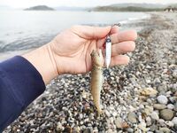 Кумкой: ловля горбыль у берега, бомбарда и рассветные проводки, спиннинг, микроджиг