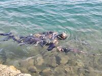 Морская рыбалка в Мармарис: пеламида, спиннинг, приливы и смена горизонтов, пилькеры, воблеры