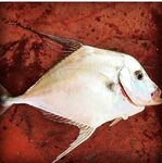 пляж Клеопатры - ловля шторм у берега, спиннинг и рассветные проводки, микроджиг, воблеры