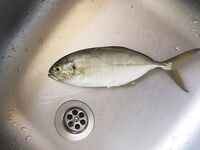 Кумкой: ловля ставрида у берега, пилькер и рассветные проводки, спиннинг, воблеры