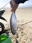 Аланья: ловля сибас у берега, спиннинг и рассветные проводки, пилькеры, воблеры