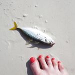 Анталья: трал напоминает наживку для марлина - нужен взгляд ихтиологов