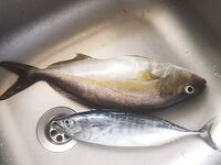 Анталья, Pachinko и пилькер: ставридка, паламут и килошный амберок