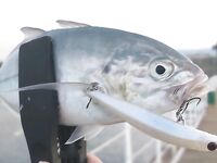 Анталья, тралы разных размеров: по плавникам видно «несоразмерность»