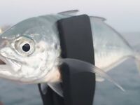 Анталья, тралы разных размеров: по плавникам видно «несоразмерность»