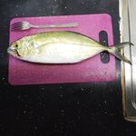 Анталья: свежий улов сегодняшнего утра - лаконичный отчёт по точке