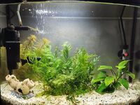 Домашний аквариум и тёплое море на подоконнике - сентиментальный кадр