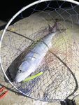 Морская рыбалка в Анталии: ночные топвотеры и леврек 2,375 кг