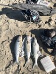 Морская рыбалка по луфарю: рассветное окно и стаи у вернувшейся косы