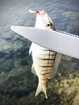 Евренсеки, впадение реки: рассветный разгон и кайф на минноу и пилькеры