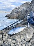 Скалы на рассвете: тунчик на 2 кг и тяжелый групер из-под корняка