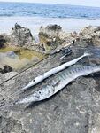 Турция, третий выезд: барракуда ~90 см, сарган рвёт поводки на рассвете