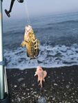 Морская рыбалка в Белеке и Кемере: хищник у пирса и вечерняя донка