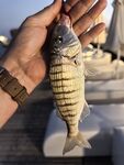 Морская рыбалка в Белеке, Анталийское побережье: пирс Bellis Deluxe