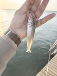 Морская рыбалка в Белеке, Анталийское побережье: пирс Bellis Deluxe