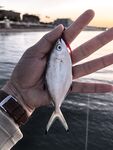 Морская рыбалка в Белеке, Анталийское побережье: пирс Bellis Deluxe